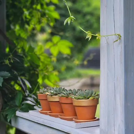 Marmulowski ベジヘロボ