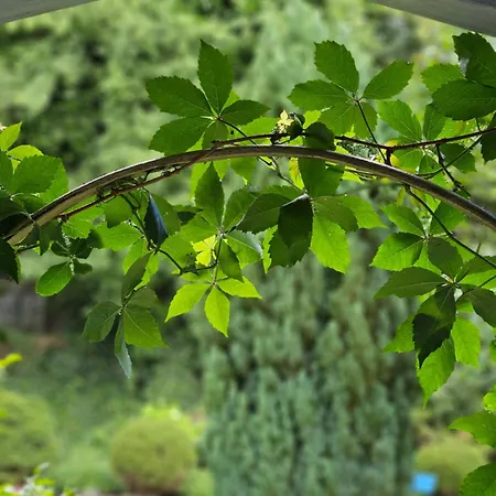 Marmulowski Wejherowo